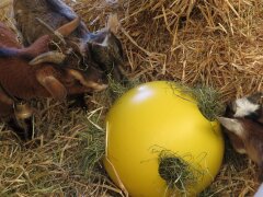 Raufutterball für Grosstiere Gelb