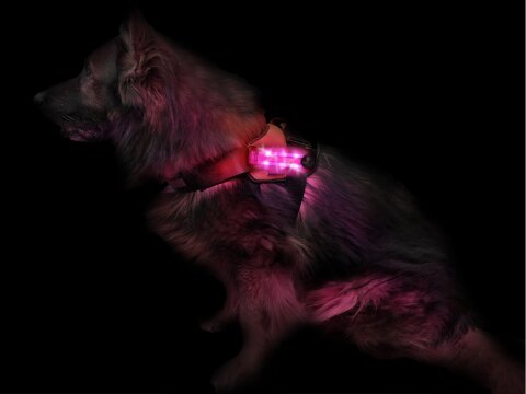 Leucht-Hundegeschirr "Flex" L LEDs: Pink 2.0