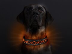 Leucht-Hundehalsband "Beauty" 2.1