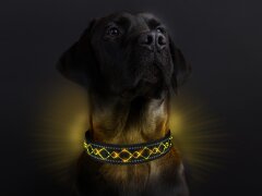 Leucht-Hundehalsband "Beauty" 2.1