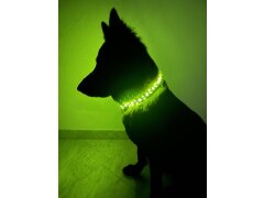 Leucht-Hundehalsband "Beauty" 2.1