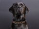 Leucht-Hundehalsband "Beauty" 2.1
