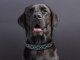 Leucht-Hundehalsband "Beauty" 2.1