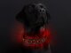 Leucht-Hundehalsband "Beauty" 2.1