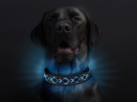 Leucht-Hundehalsband "Beauty" Blau S