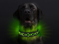 Leucht-Hundehalsband "Beauty" Grün S