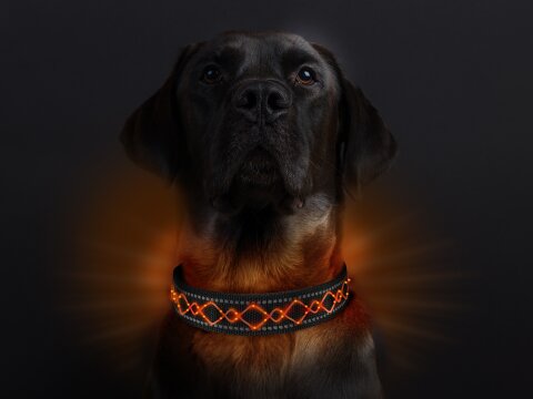Leucht-Hundehalsband "Beauty" Orange S