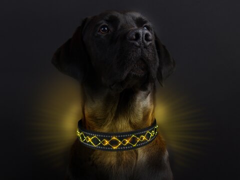 Leucht-Hundehalsband "Beauty" Gelb S