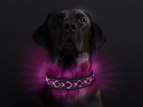 Leucht-Hundehalsband "Beauty" Pink S