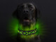 Leucht-Hundehalsband "Beauty" Grün M