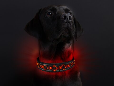 Leucht-Hundehalsband "Beauty" Rot M