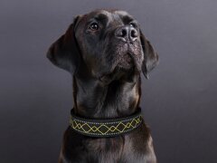 Leucht-Hundehalsband "Beauty" Gelb M