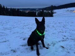 Leucht-Hundehalsband "Flex" 70 cm