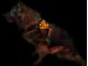 Leucht-Hundegeschirr "Beauty" M Rot