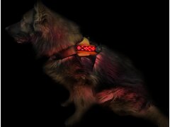 Leucht-Hundegeschirr "Beauty" M Pink