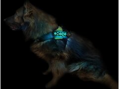 Leucht-Hundegeschirr "Beauty" M Gelb