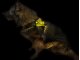 Leucht-Hundegeschirr "Beauty" L Pink