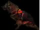Leucht-Hundegeschirr "Beauty" L Pink