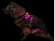Leucht-Hundegeschirr "Beauty" S Gelb