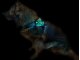 Leucht-Hundegeschirr "Beauty" S Weiss