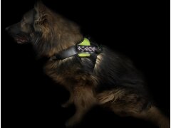 Leucht-Hundegeschirr "Beauty" M Blau