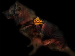 Leucht-Hundegeschirr "Beauty" M Blau