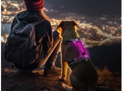 Hundegeschirr NIGHT-TRAIL L - LED Pink 18 cm