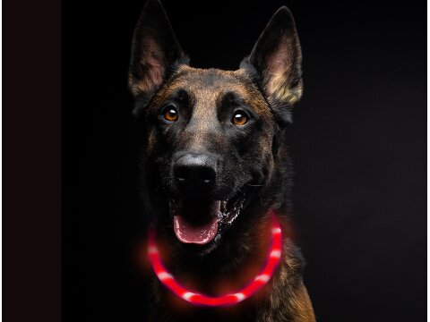 Leucht-Hundehalsband "Flex" 70 cm USB-C Rot