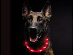 Leucht-Hundehalsband "Flex" 70 cm USB-C Rot