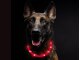 Leucht-Hundehalsband "Flex" 70 cm USB-C Rot