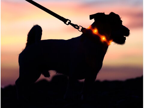 Leucht-Hundehalsband "Flex" 70 cm USB-C Orange