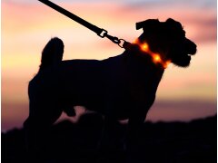 Leucht-Hundehalsband "Flex" 70 cm USB-C Orange