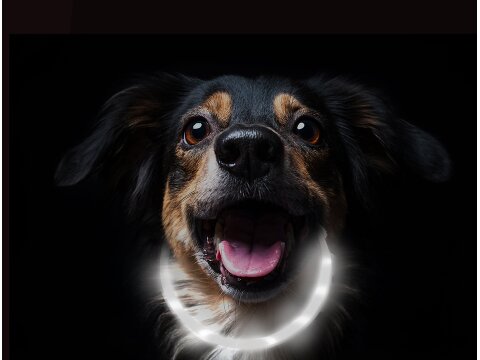 Leucht-Hundehalsband "Flex" 70 cm USB-C Weiss