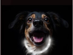 Leucht-Hundehalsband "Flex" 70 cm USB-C Weiss