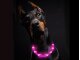 Leucht-Hundehalsband "Flex" 70 cm Pink USB-A