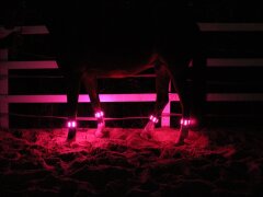 Leucht-Gamasche Cob Pink 2.0