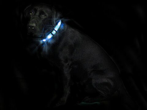 Leucht-Hundehalsband "Cash" Blau M