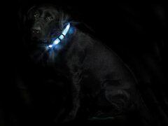 Leucht-Hundehalsband "Cash" Blau M 2.0