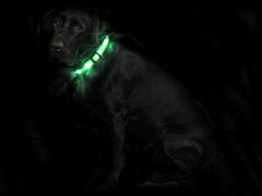Leucht-Hundehalsband "Cash" Grün M 2.0