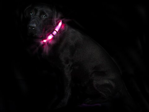 Leucht-Hundehalsband "Cash" Rosa L 2.0