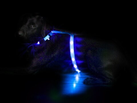Leucht-Hundegeschirr "Ninja" Blau M 2.0