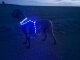 Leucht-Hundegeschirr "Ninja" Blau L 2.0