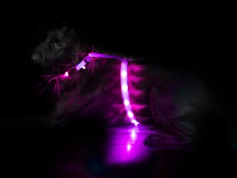 Leucht-Hundegeschirr "Ninja" Rosa M 2.0