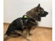 Leucht-Hundegeschirr "Flex" S LEDs: Weiss 2.0