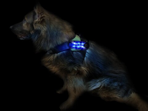 Leucht-Hundegeschirr "Flex" M LEDs: Blau