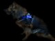 Leucht-Hundegeschirr "Flex" L LEDs: Blau 2.0