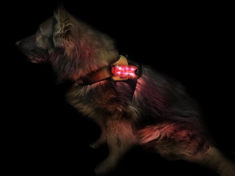 Leucht-Hundegeschirr "Flex" L LEDs: Rot 2.0