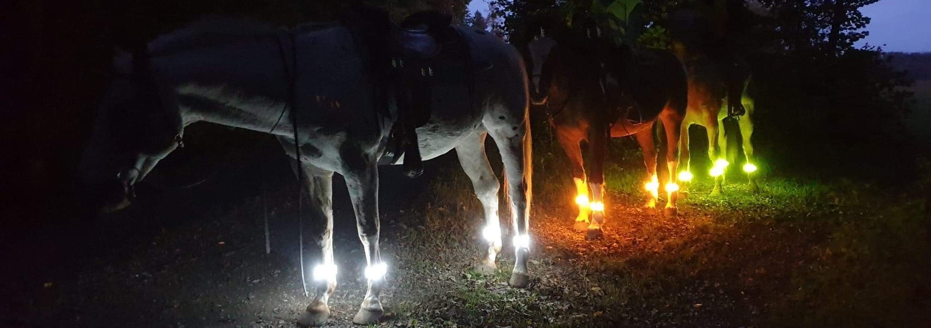 LED-Beleuchtungen für Pferde